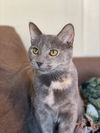 adoptable Cat in  named LaMarca
