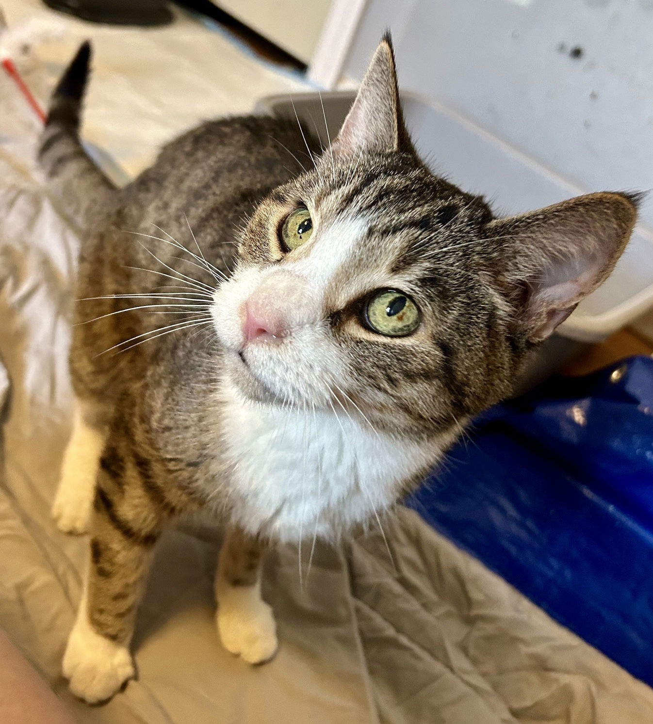 adoptable Cat in Philadelphia, PA named Sir Cuddles Meowington