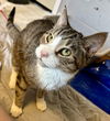 adoptable Cat in , PA named Sir Cuddles Meowington