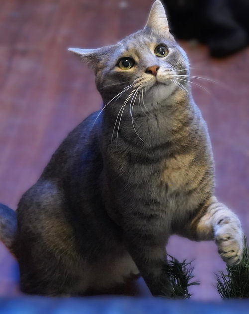 picture of the cat needing adoption