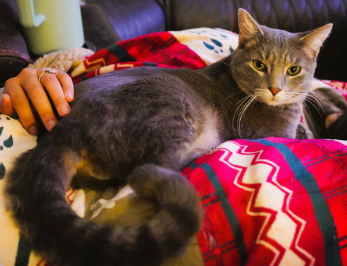 BOB THE DRAG QUEEN - Domestic Short Hair available for adoption