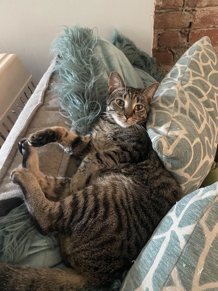 adoptable Cat in Philadelphia, PA named Mascarpone