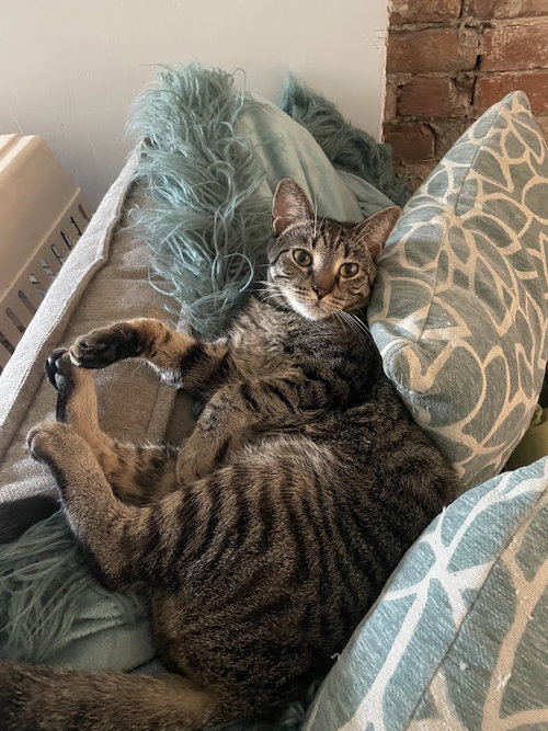 picture of the cat needing adoption