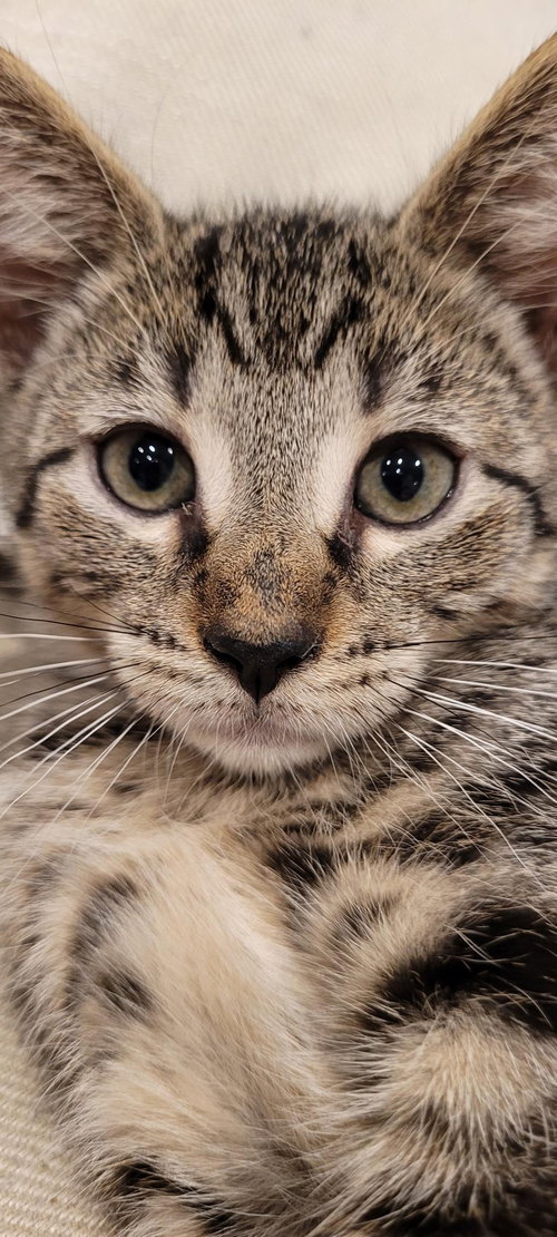 MASCARPONE - Domestic Short Hair / Tabby available for adoption