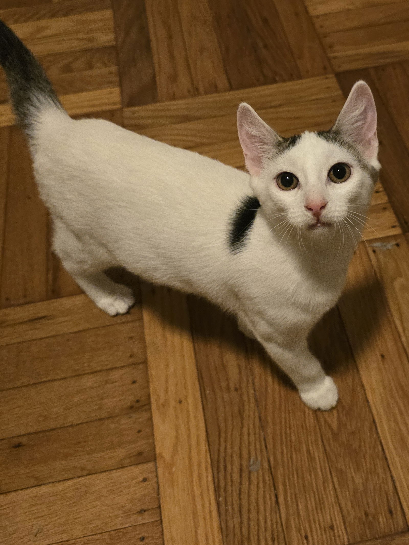 adoptable Cat in Philadelphia, PA named Ed