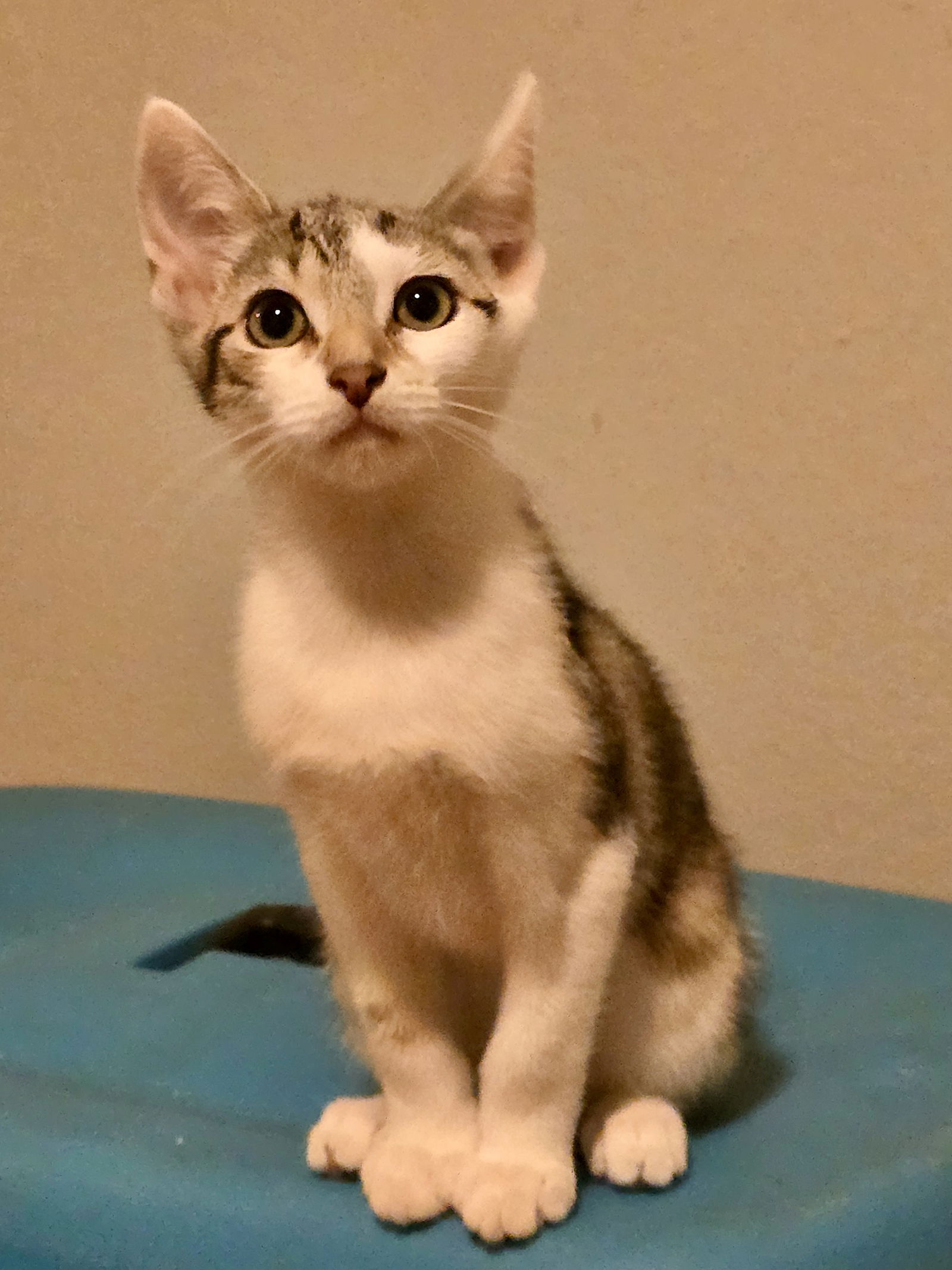 adoptable Cat in Philadelphia, PA named Cinnamon Bun