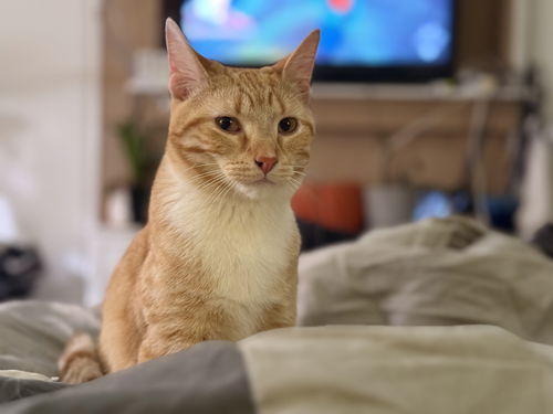 picture of the cat needing adoption