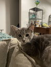adoptable Cat in  named Viggo