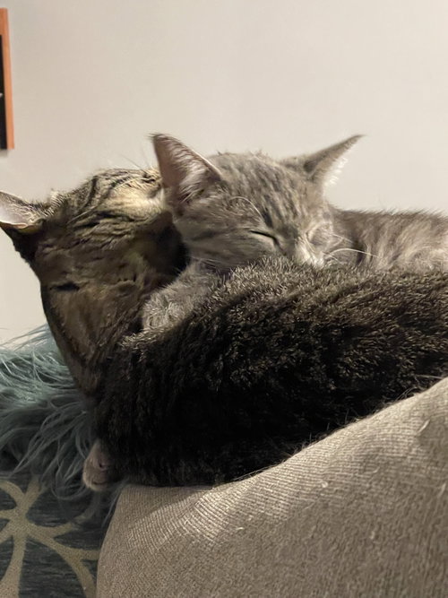 VIGGO - Domestic Short Hair / Tabby available for adoption