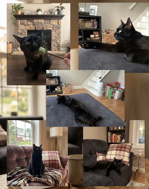 Nori, an adoptable American Shorthair in Philadelphia, PA