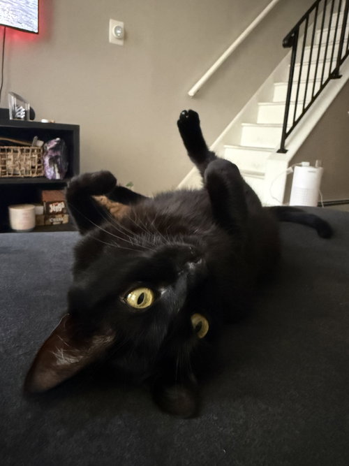 Nori, Adult American Shorthair (short coat), cat for adoption in Camden, New Jersey
