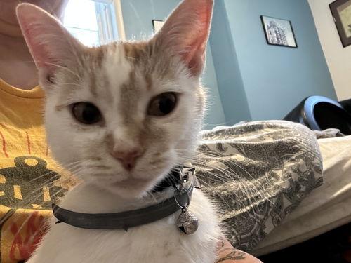 picture of the cat needing adoption