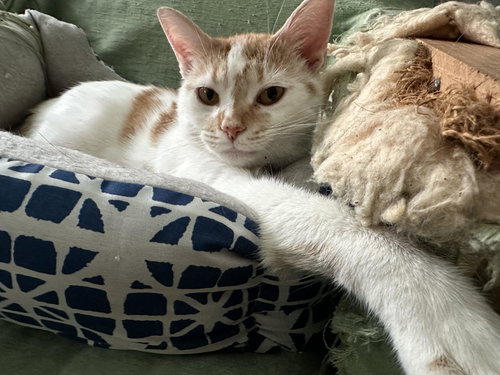 picture of the cat needing adoption