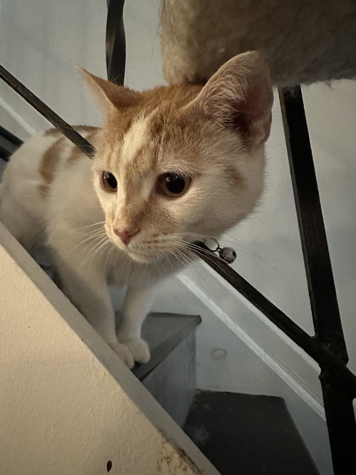 SUNSHINE - Domestic Short Hair available for adoption