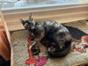 Penny - Photo 2