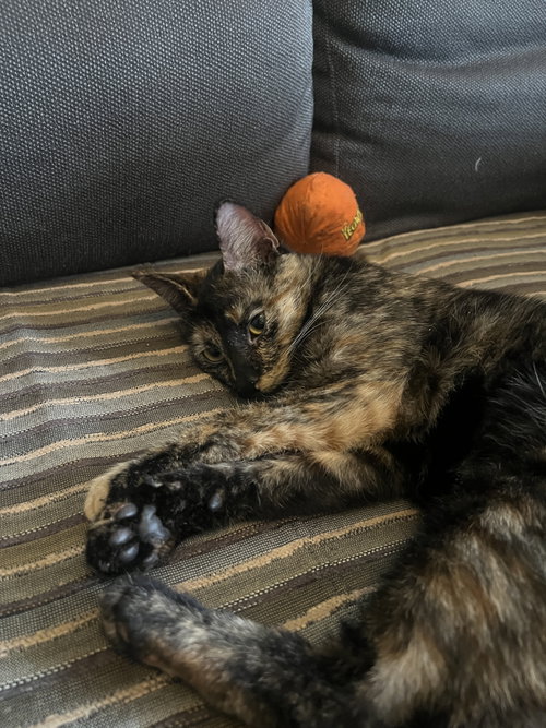 Photo 4 of Penny