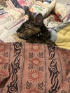 Penny - Photo 5