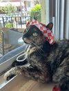 Penny - Photo 6