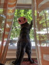 Penny - Photo 3