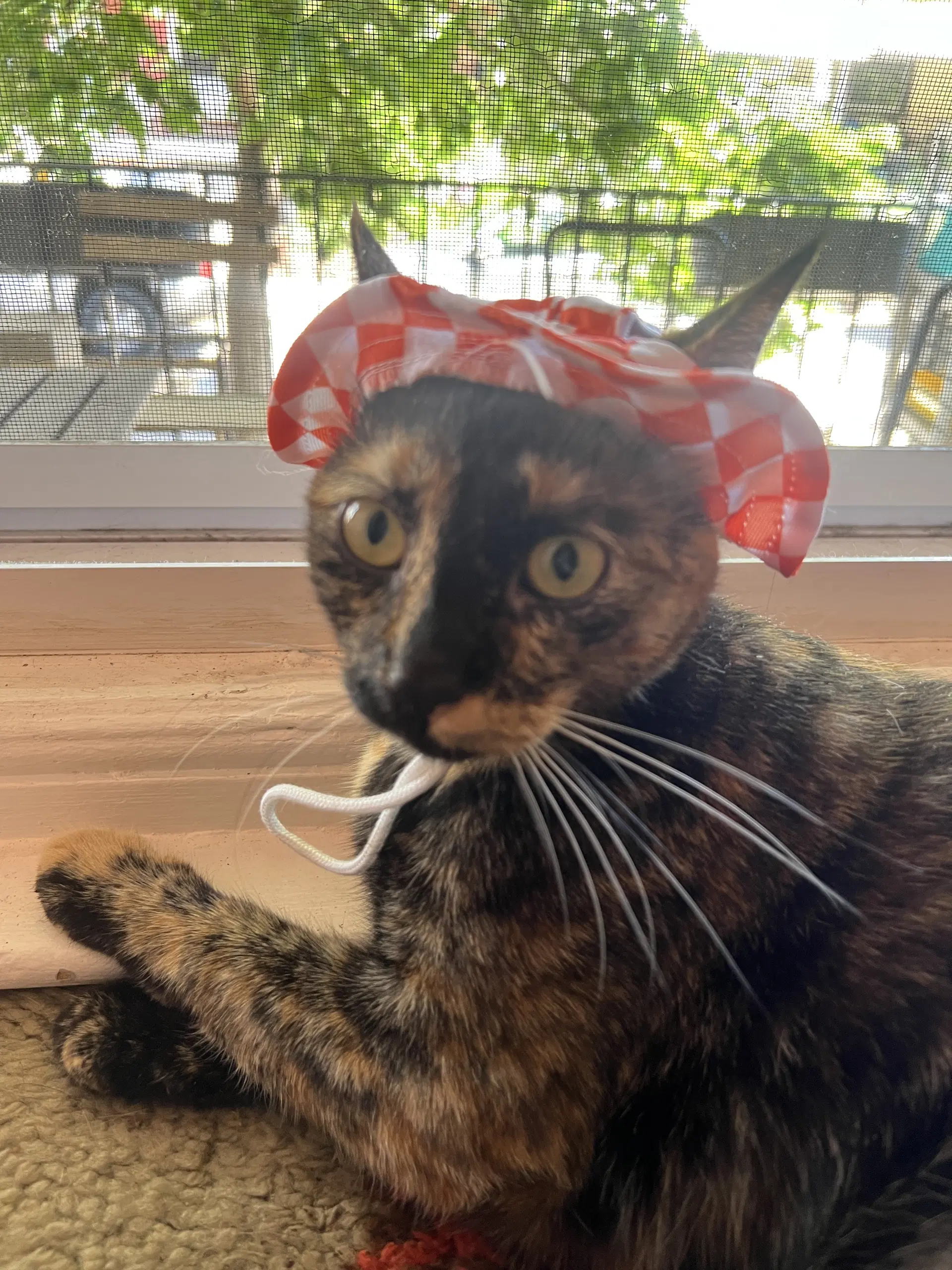 Penny - Domestic Short Hair