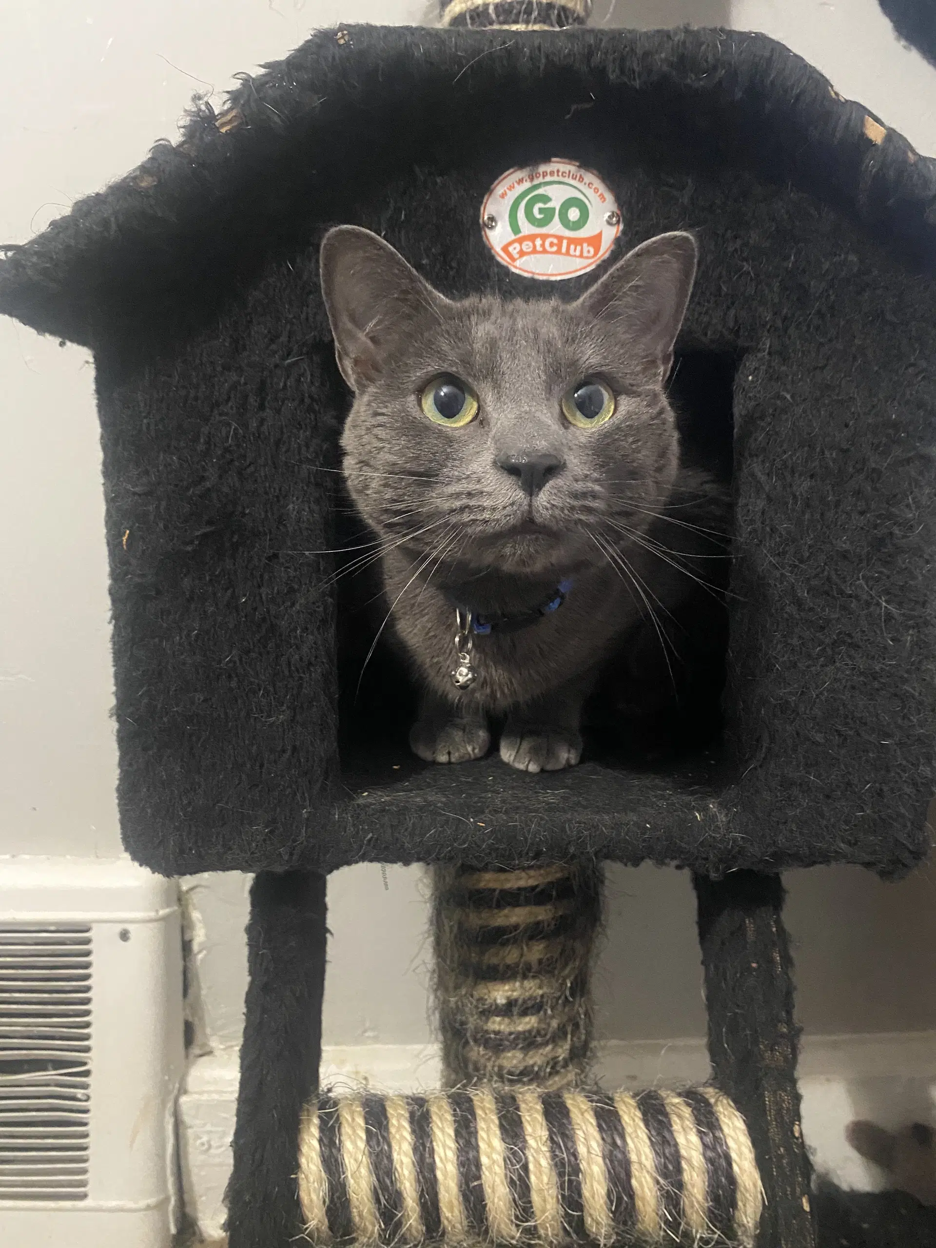 Hilda - Domestic Short Hair