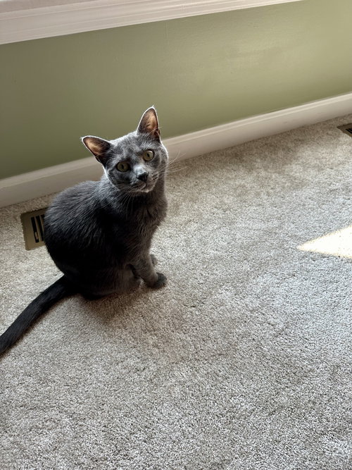 picture of the cat needing adoption