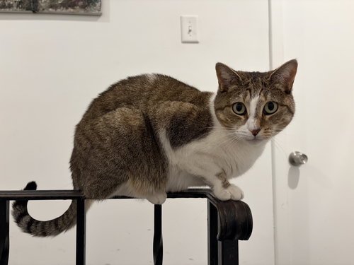 Airy, an adoptable Domestic Short Hair in Philadelphia, PA