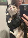 adoptable Cat in  named Shelly