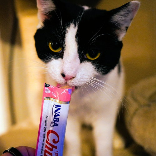 picture of the cat needing adoption