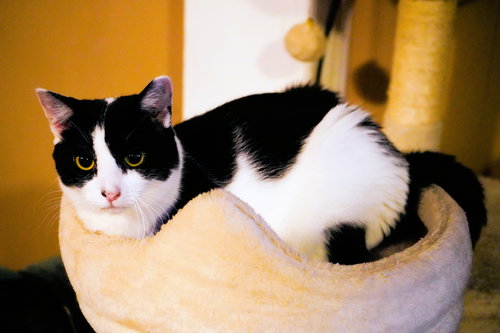 FREYA - Domestic Short Hair available for adoption