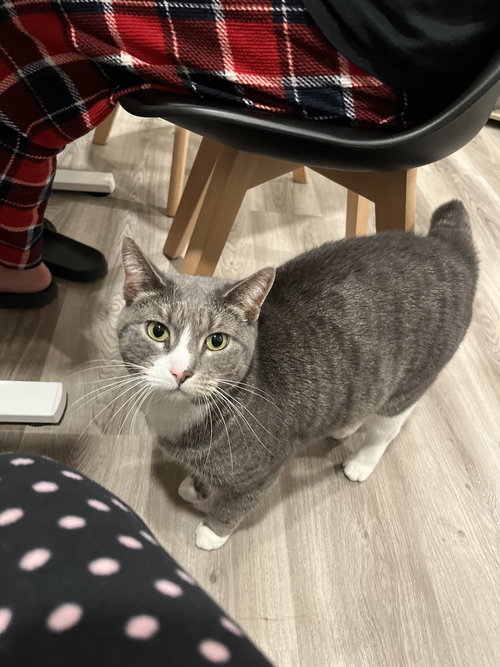 MELROSE - Domestic Short Hair available for adoption