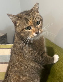 picture of the cat needing adoption