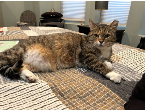 DIVINITY - Domestic Short Hair available for adoption