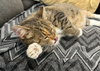 Divinity - Photo 3