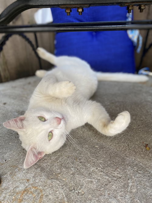 picture of the cat needing adoption