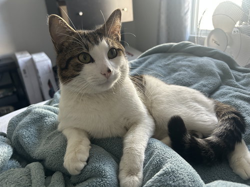 LEON - Domestic Short Hair available for adoption