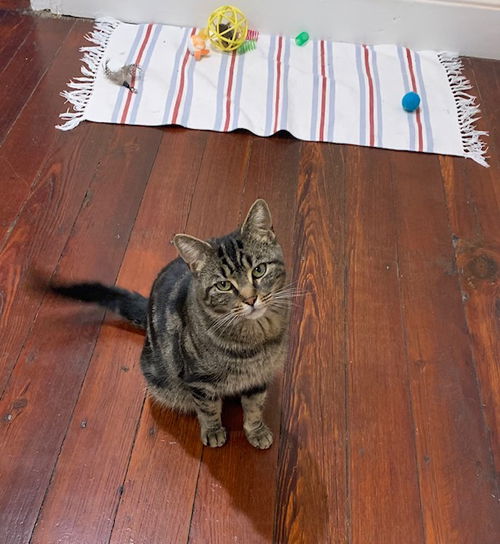 picture of the cat needing adoption