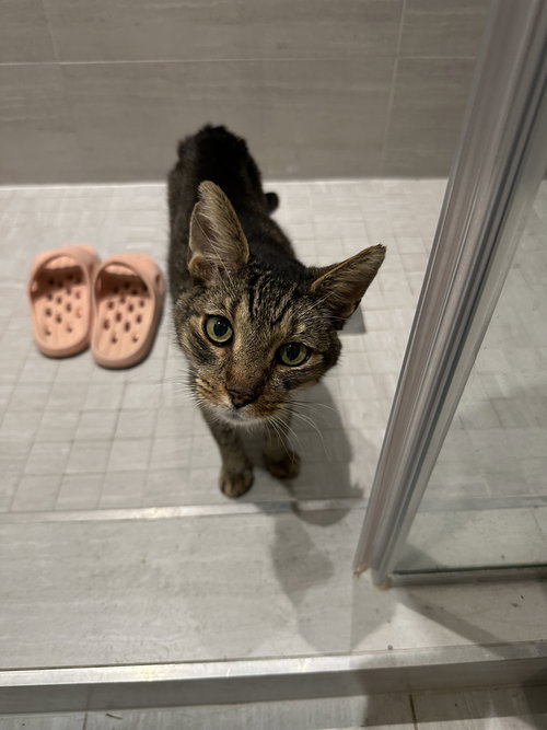 picture of the cat needing adoption