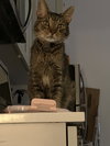 Miles - Photo 5