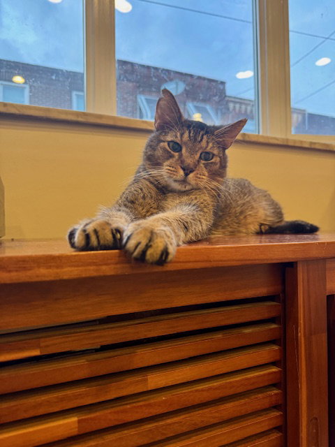 MILES - Domestic Short Hair available for adoption