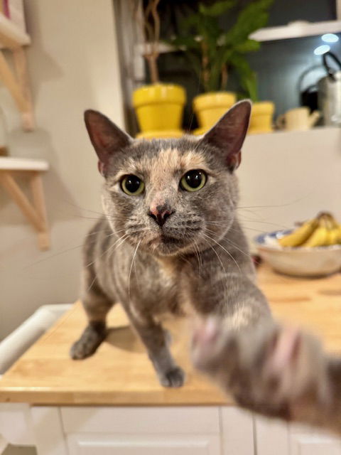 picture of the cat needing adoption