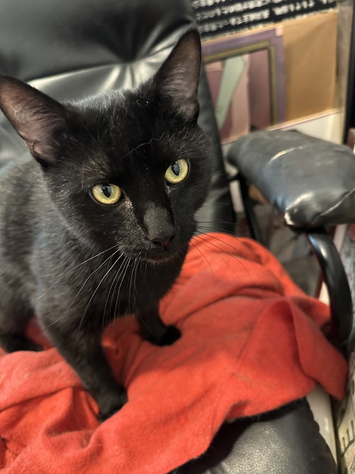 HARRY - Domestic Short Hair available for adoption