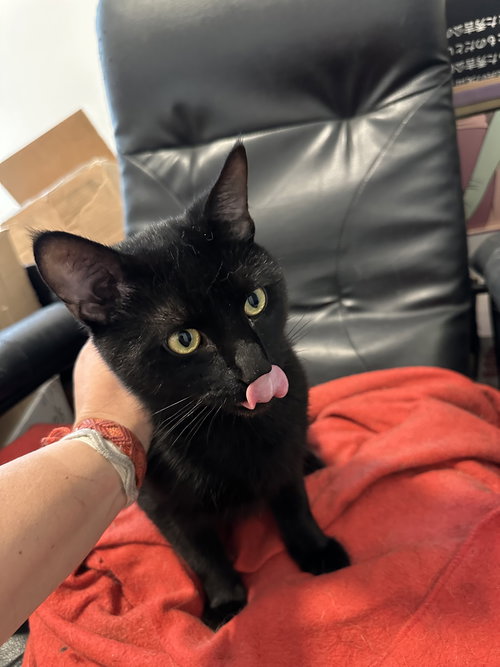 HARRY - Domestic Short Hair available for adoption