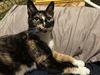 adoptable Cat in  named Helena