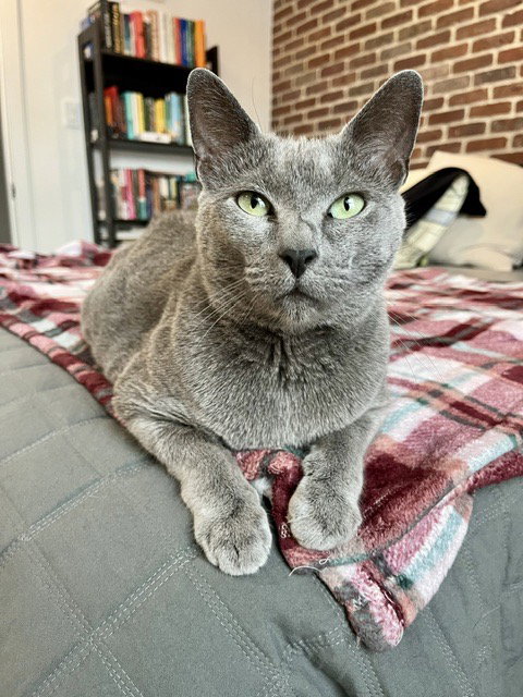 picture of the cat needing adoption