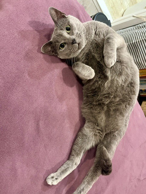SEROQUEL - Domestic Short Hair available for adoption