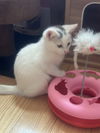 adoptable Cat in , PA named Sukie Ridgemont