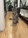 adoptable Cat in  named Floki