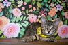 adoptable Cat in , PA named Hope