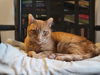 adoptable Cat in , PA named Sherbert